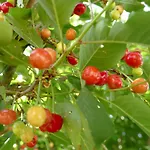 Natur-aktiv-hof Thiem Farma *