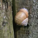 Farma Natur-aktiv-hof Thiem