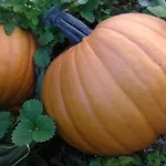 Natur-aktiv-hof Thiem ポッテンシュタイン