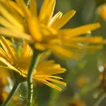 Natur-aktiv-hof Thiem