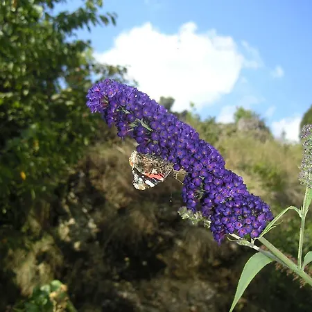 مزرعة للإقامة Natur-aktiv-hof Thiem *