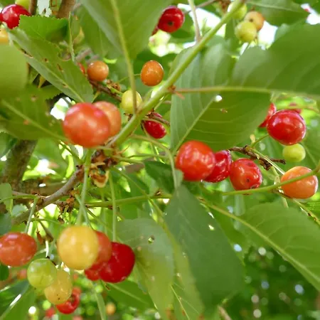 Natur-aktiv-hof Thiem Çiftlik konaklama *