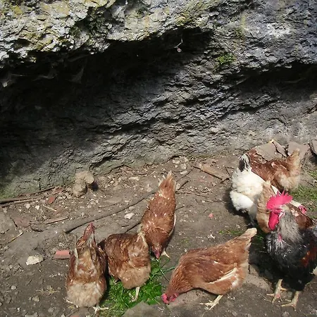 Bauernhof Natur-aktiv-hof Thiem