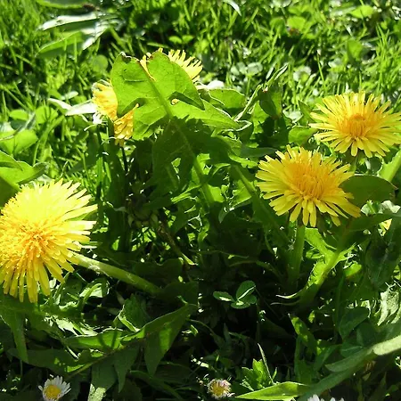 Bauernhof Natur-aktiv-hof Thiem Pottenstein
