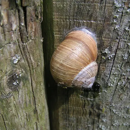 Farma Natur-aktiv-hof Thiem