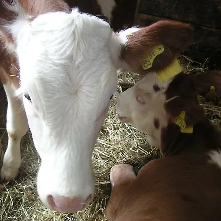 Farm stay Natur-aktiv-hof Thiem