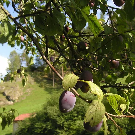 Farm stay Natur-aktiv-hof Thiem Pottenstein