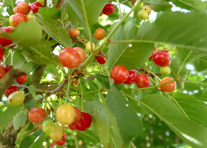 Natur-aktiv-hof Thiem مزرعة للإقامة *