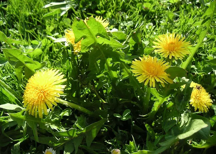 مزرعة للإقامة Natur-aktiv-hof Thiem بوتينشتاين
