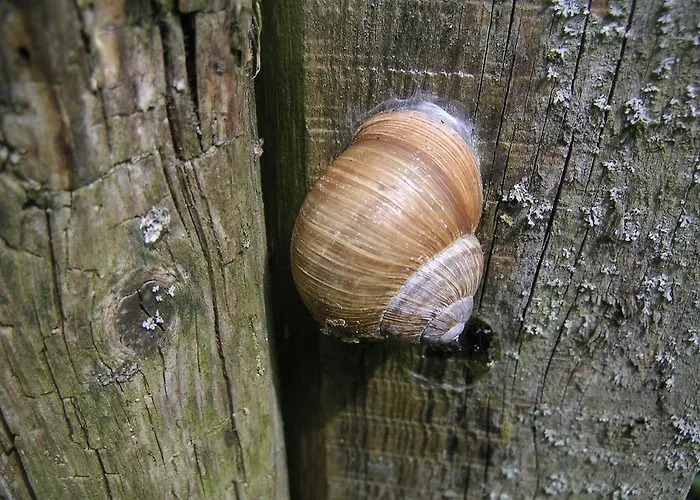 مزرعة للإقامة Natur-aktiv-hof Thiem