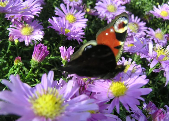 مزرعة للإقامة Natur-aktiv-hof Thiem